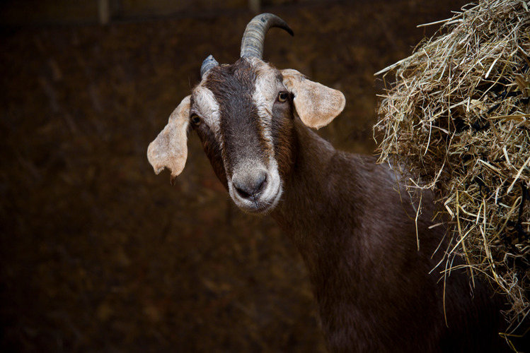 heat-stress-in-goats